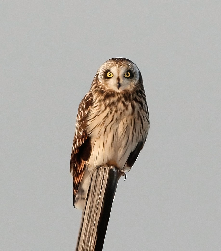 Short-eared Owl - ML613591343