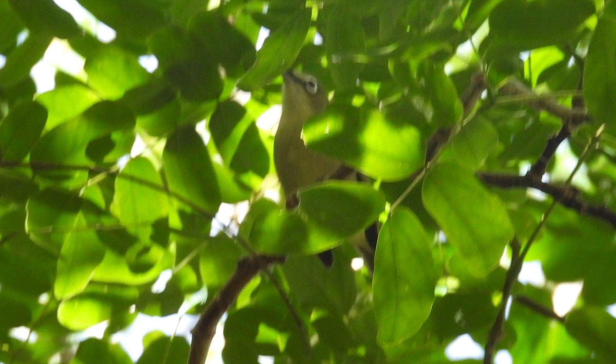 Guambrillenvogel - ML613591368