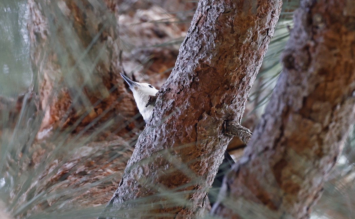White-headed Woodpecker - ML613591372