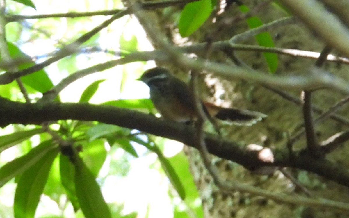 Micronesian Rufous Fantail - ML613591373
