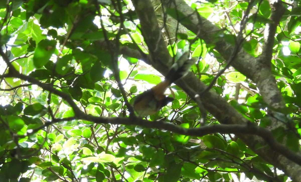 Micronesian Rufous Fantail - ML613591404