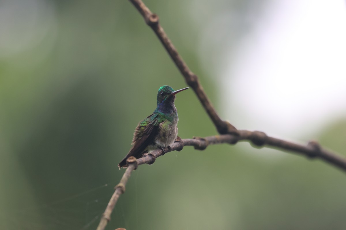 Charming Hummingbird - ML613591459