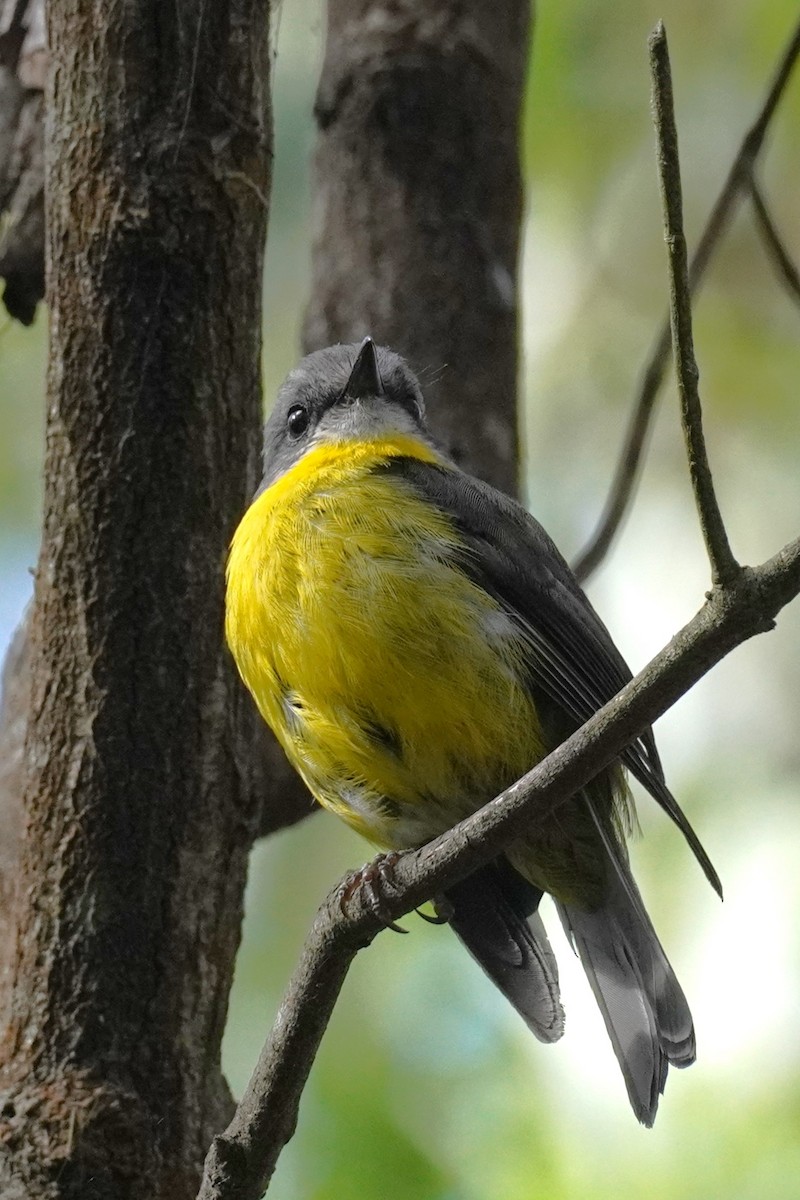 Eastern Yellow Robin - ML613591568