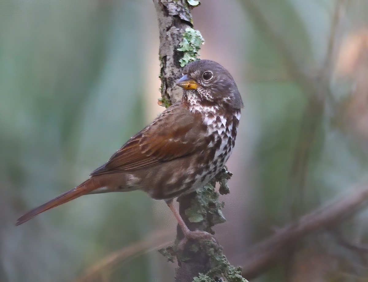 Fox Sparrow (Sooty) - Jerry Ting