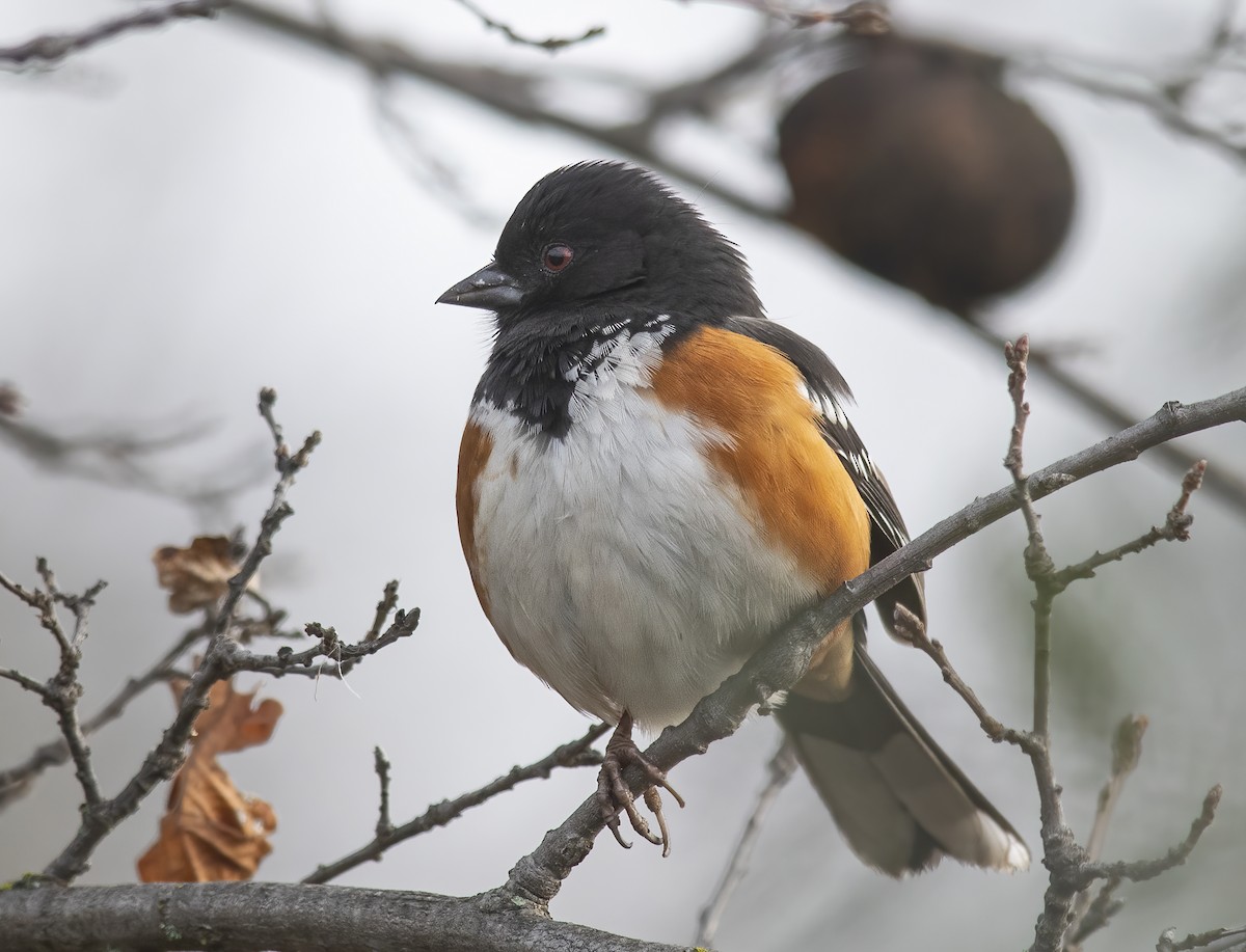Spotted Towhee - ML613591732