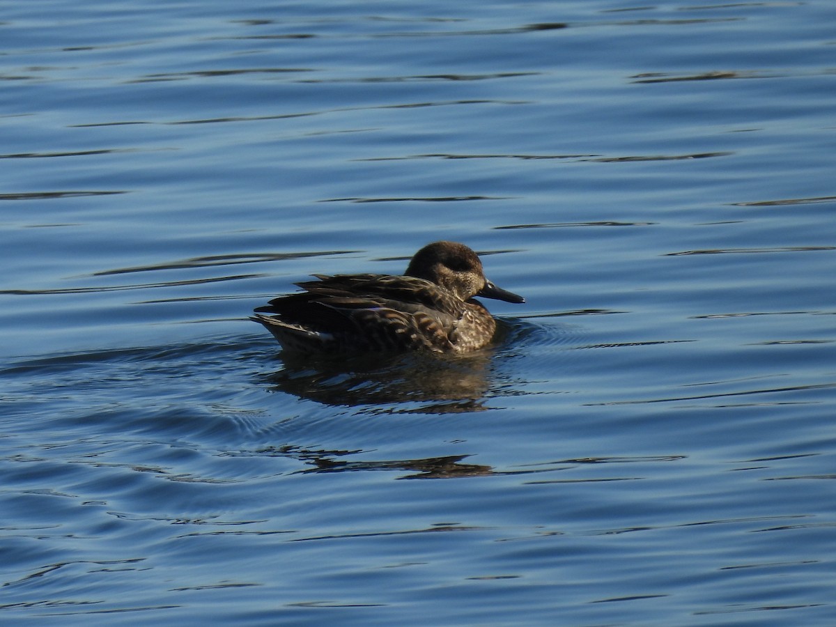 Green-winged Teal - ML613591756