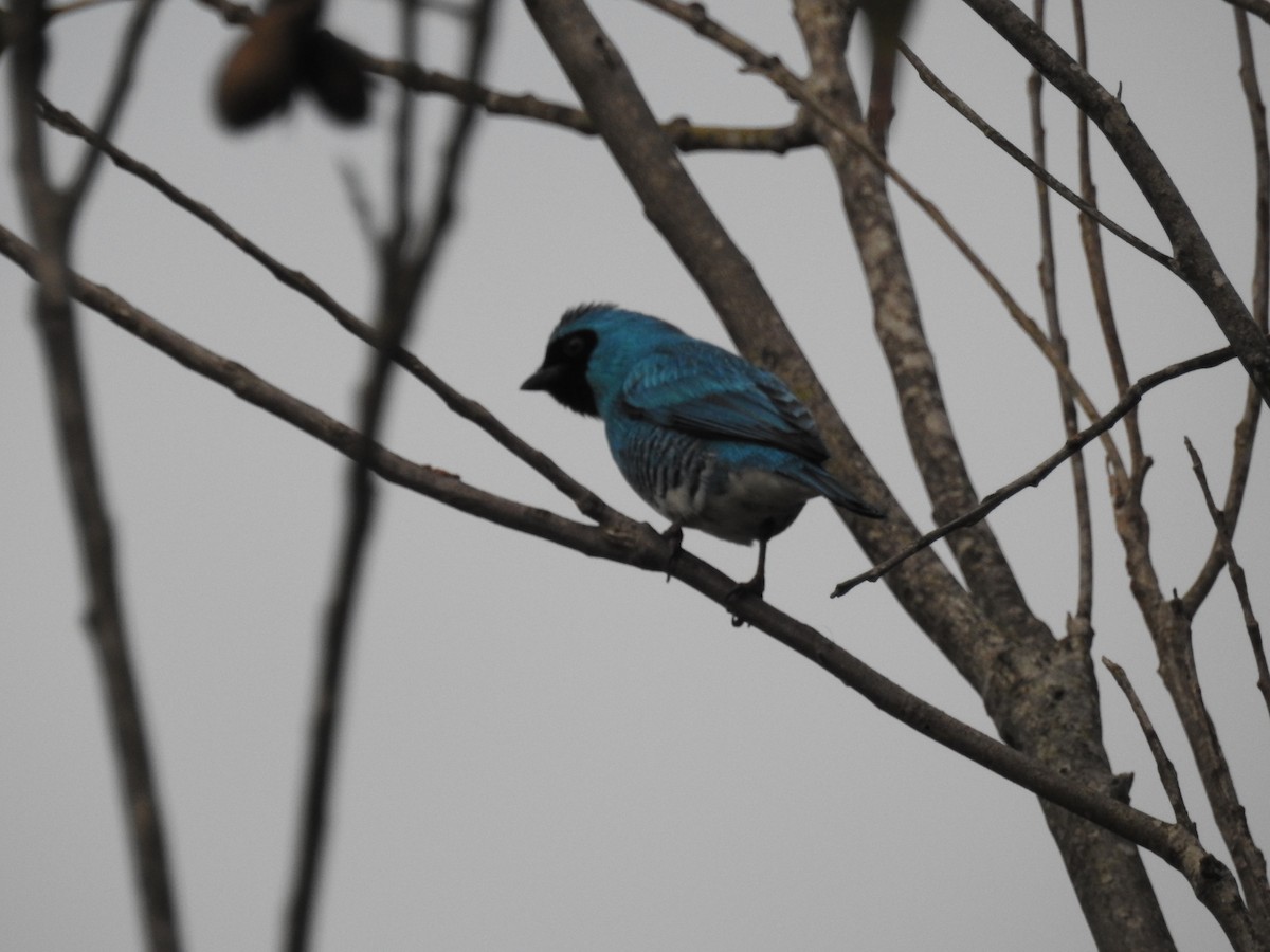 Swallow Tanager - ML613591765