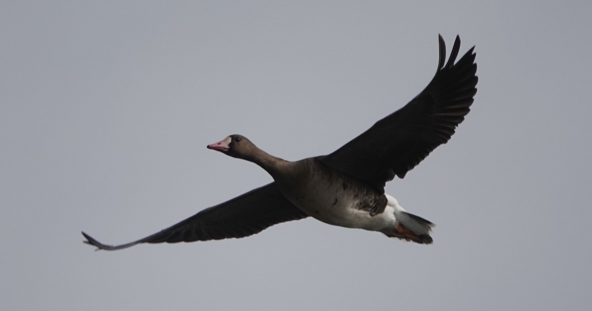 Greater White-fronted Goose - ML613591907