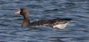 Greater White-fronted Goose - ML613591913