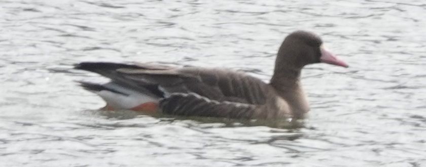 Greater White-fronted Goose - ML613591921