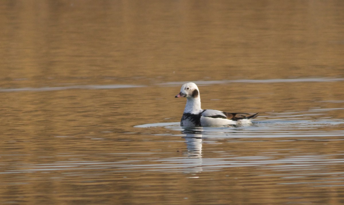 Long-tailed Duck - ML613592119