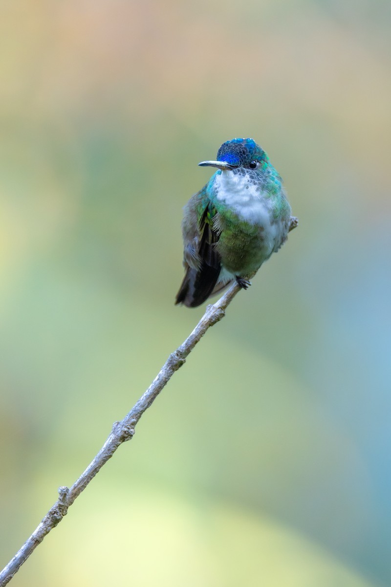 Azure-crowned Hummingbird (Azure-crowned) - ML613592493