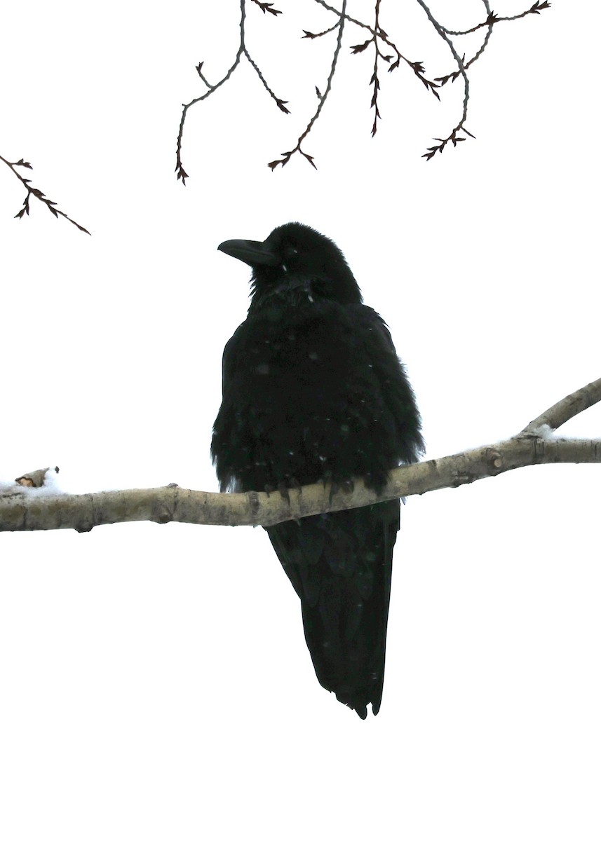 Common Raven - ML613592567