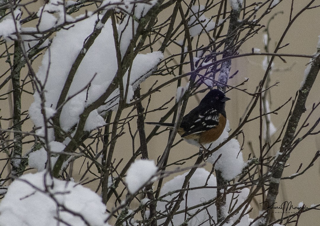 Spotted Towhee - ML613592786
