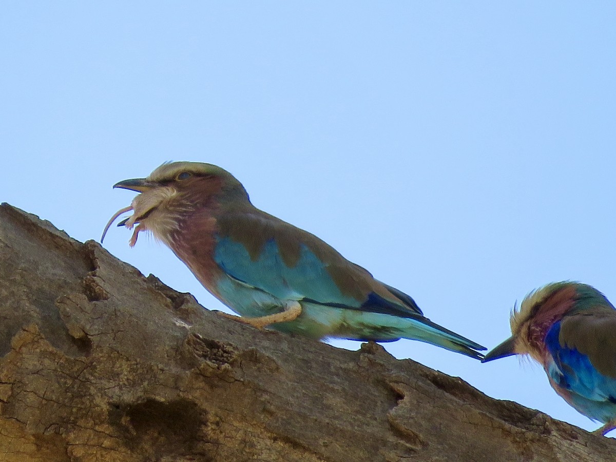 Lilac-breasted Roller - ML613592974