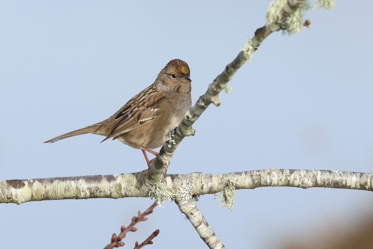 Golden-crowned Sparrow - ML613593057