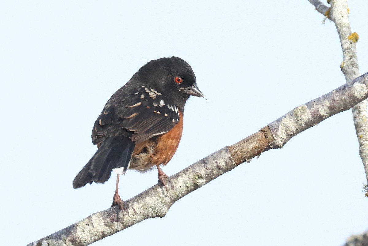 Spotted Towhee - ML613593071