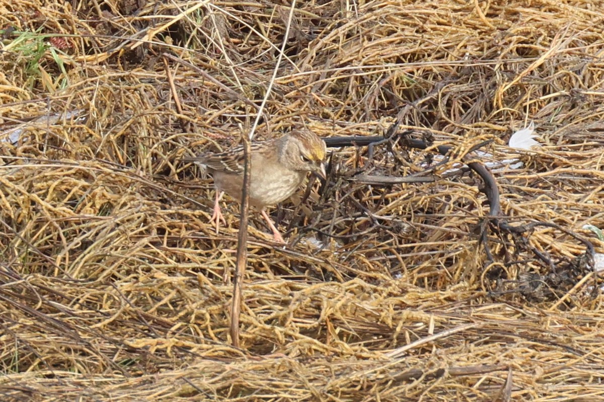 Golden-crowned Sparrow - ML613593121
