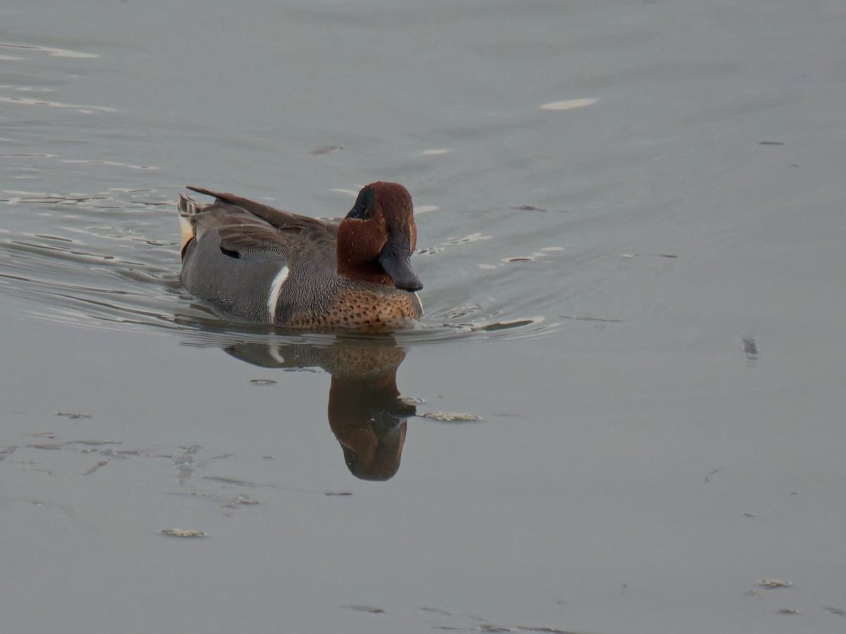 Green-winged Teal - ML613593157