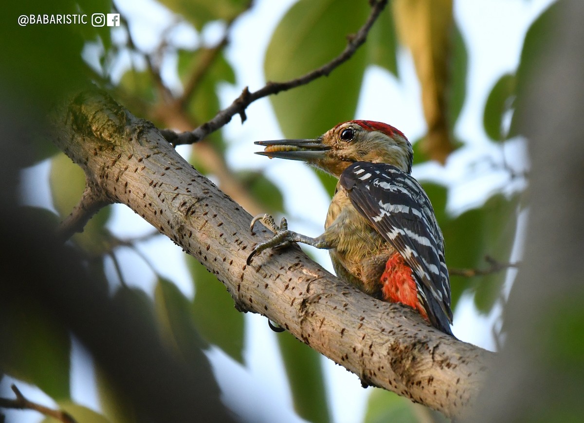 Fulvous-breasted Woodpecker - ML613593467