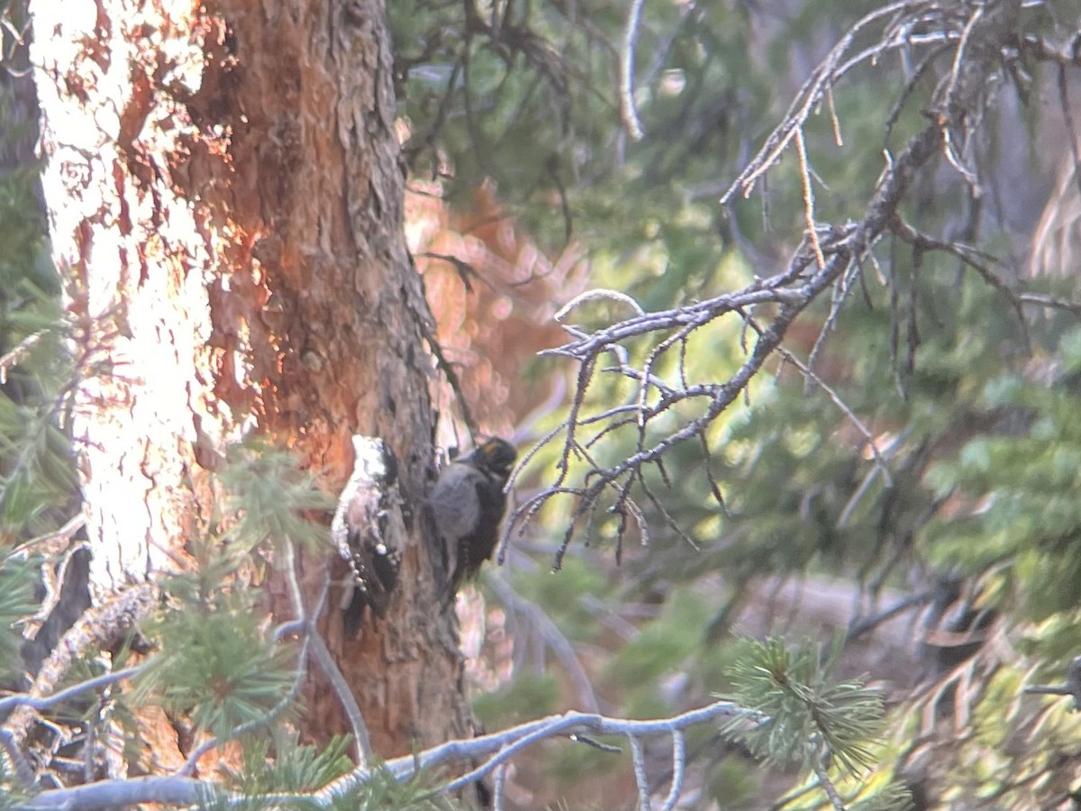 American Three-toed Woodpecker (Rocky Mts.) - ML613593511