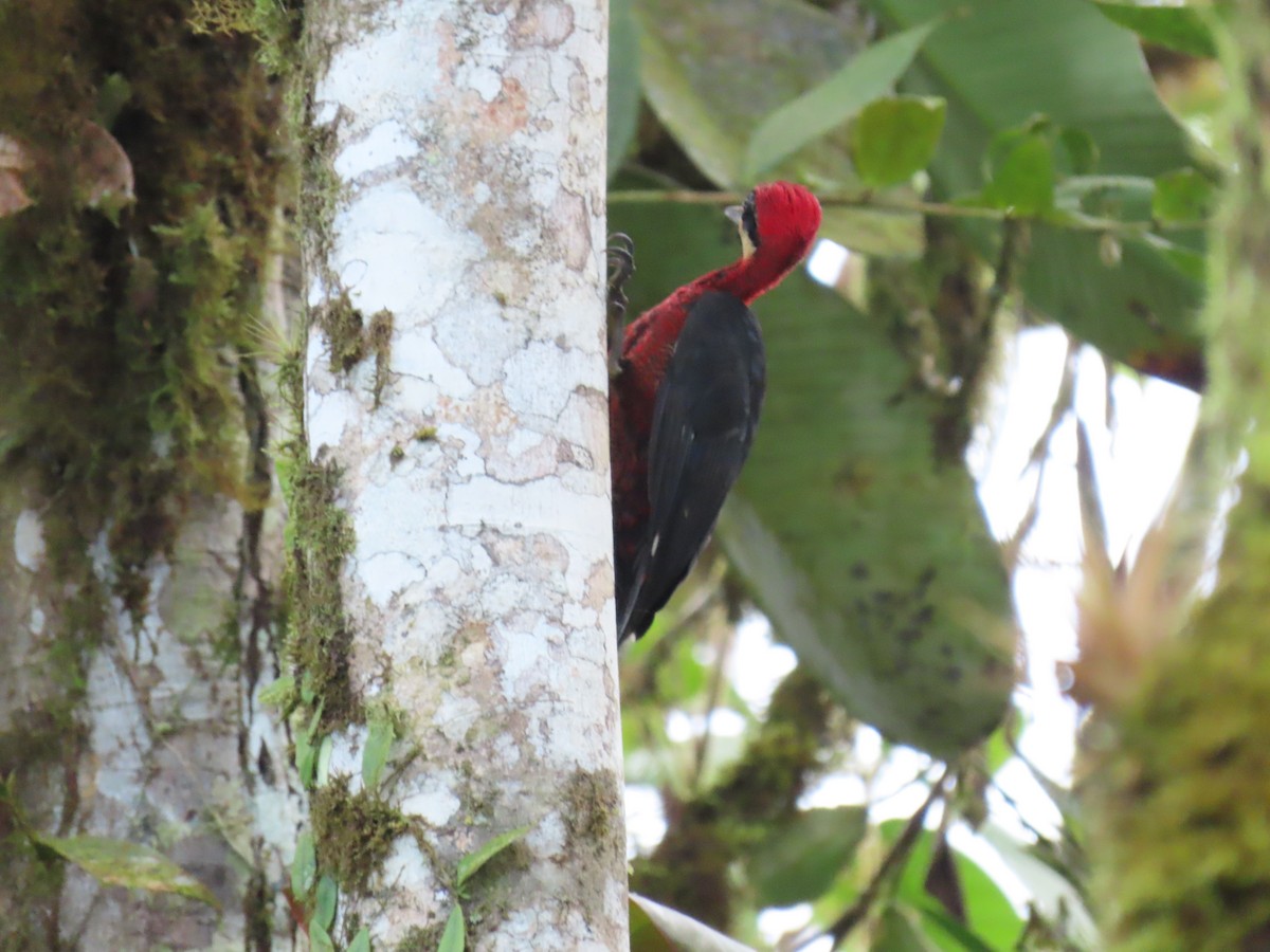 Crimson-bellied Woodpecker - ML613593527