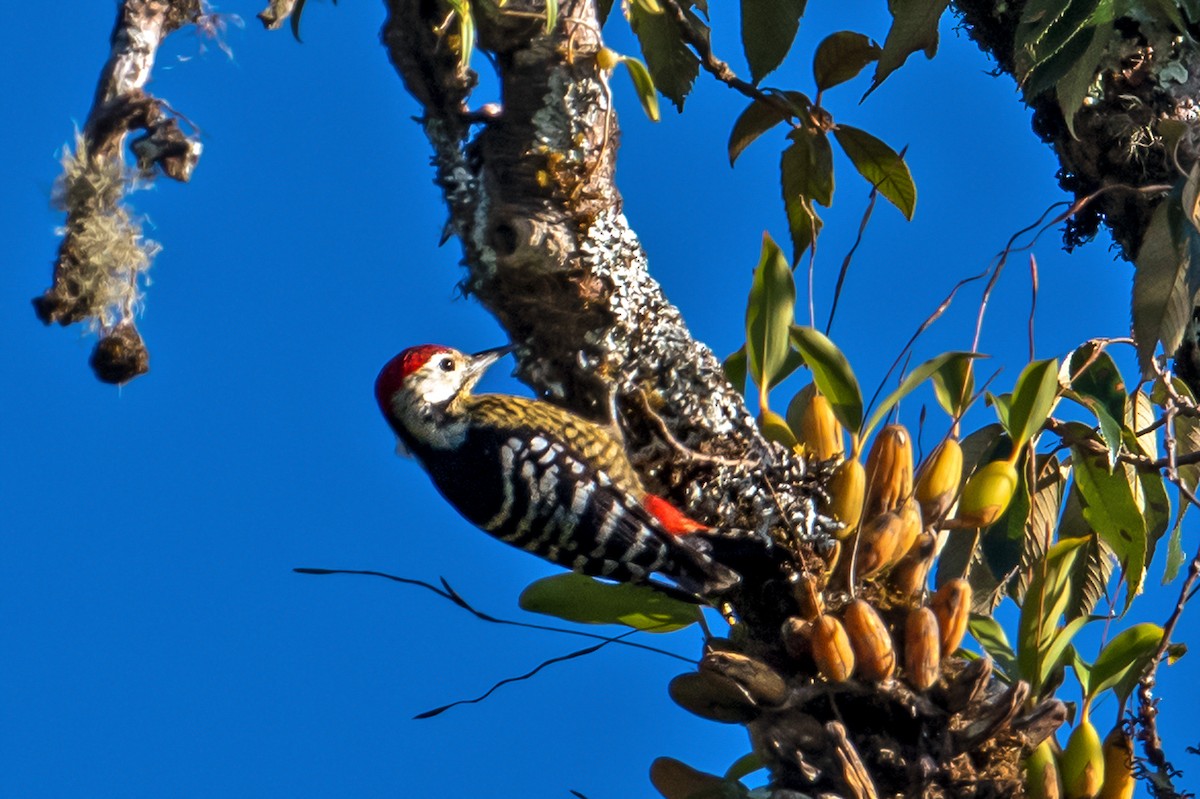 Stripe-breasted Woodpecker - Aseem Kothiala