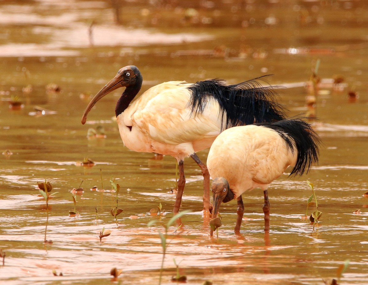 ibis bledooký - ML613593627
