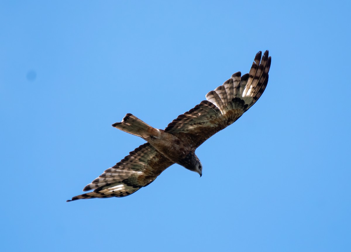 Square-tailed Kite - ML613593657