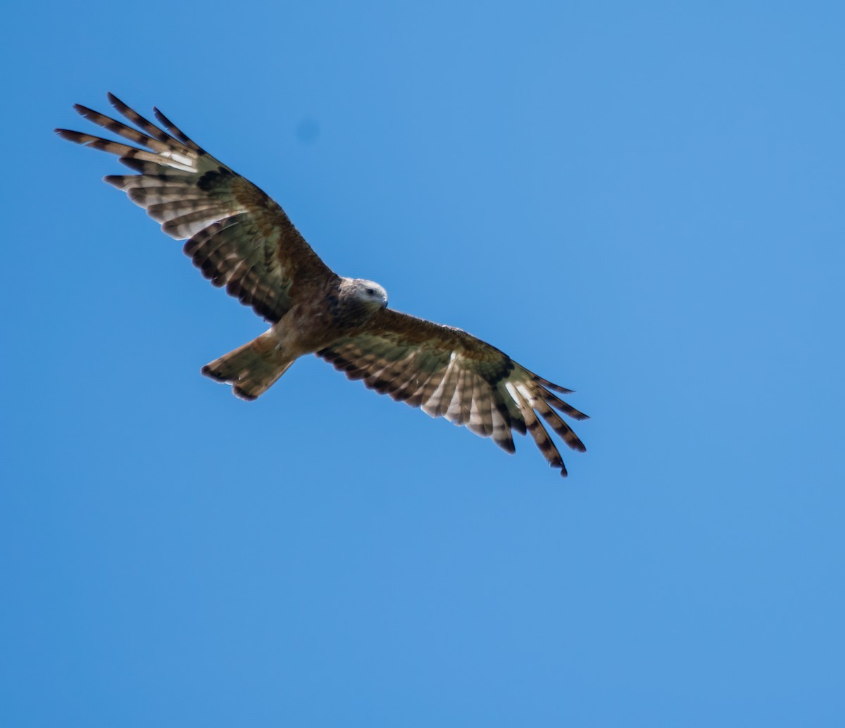 Square-tailed Kite - ML613593658