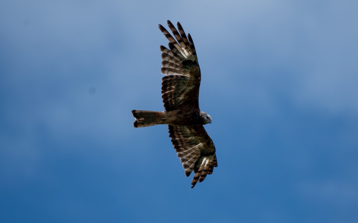 Square-tailed Kite - ML613593659