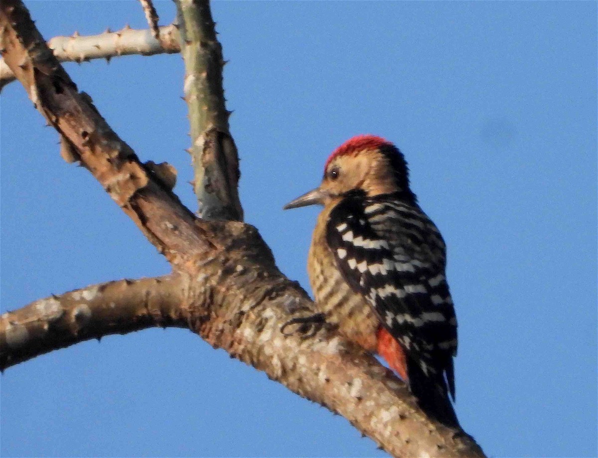 Fulvous-breasted Woodpecker - Beena Menon