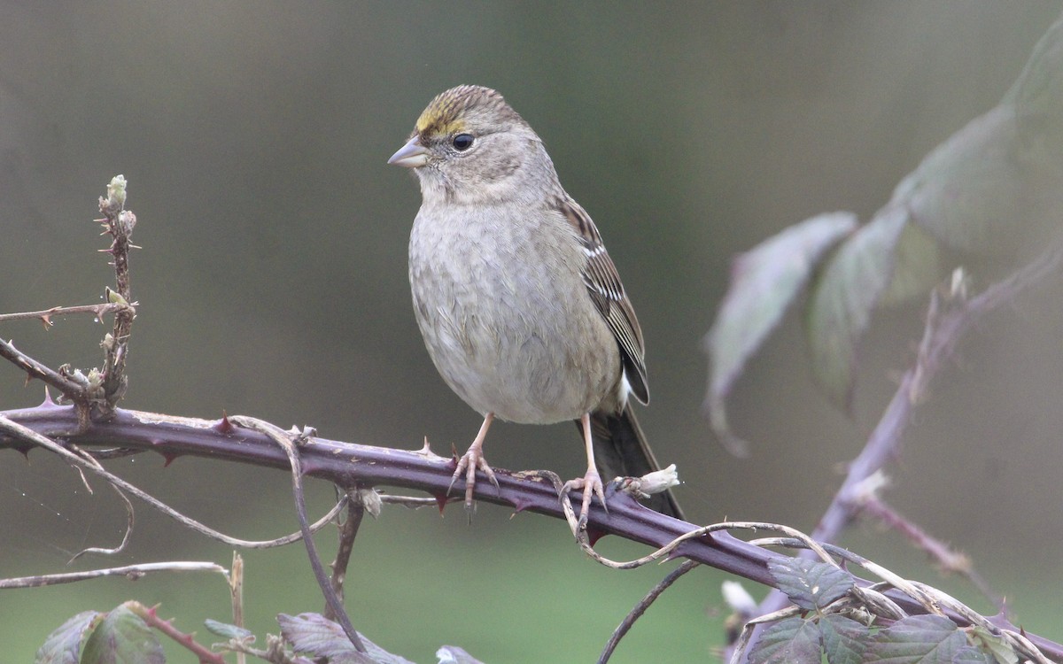 Golden-crowned Sparrow - ML613593759