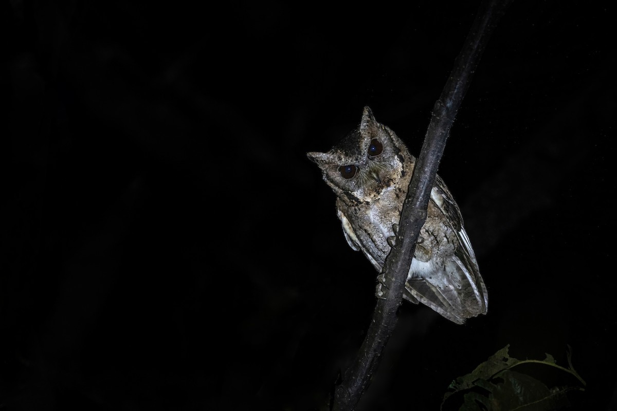 Collared Scops-Owl - Deepak Budhathoki 🦉