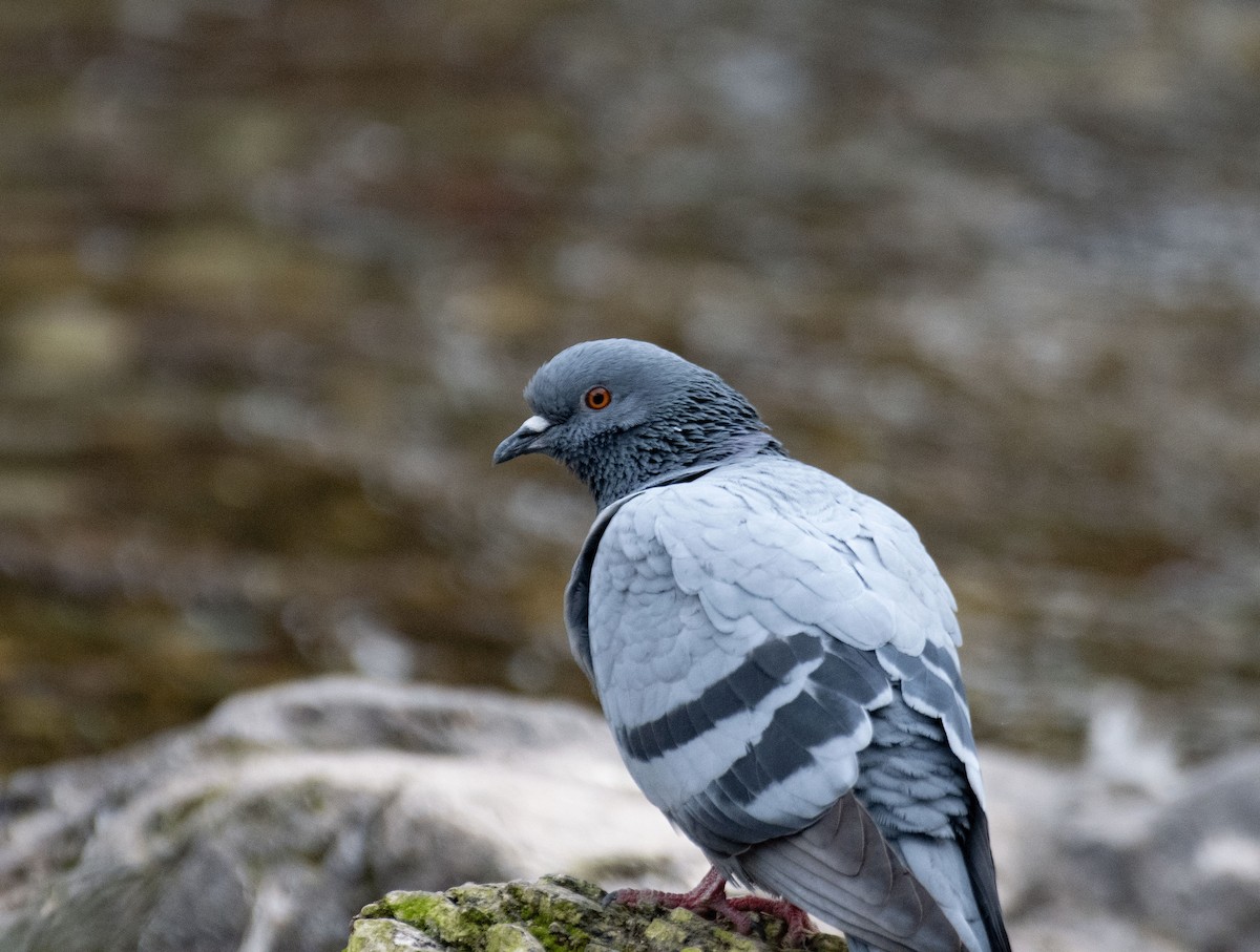 Rock Pigeon (Feral Pigeon) - ML613594482