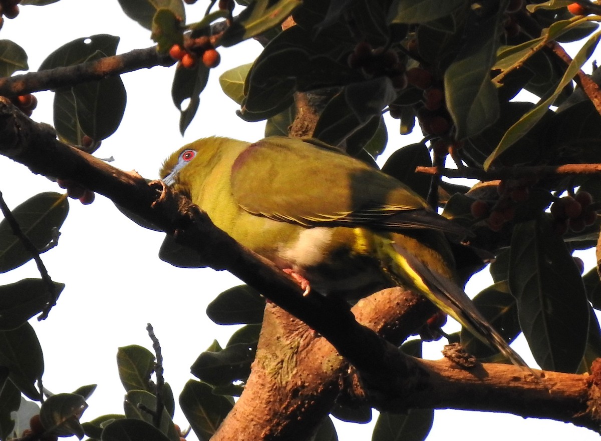 Yellow-vented Green-Pigeon - ML613594509