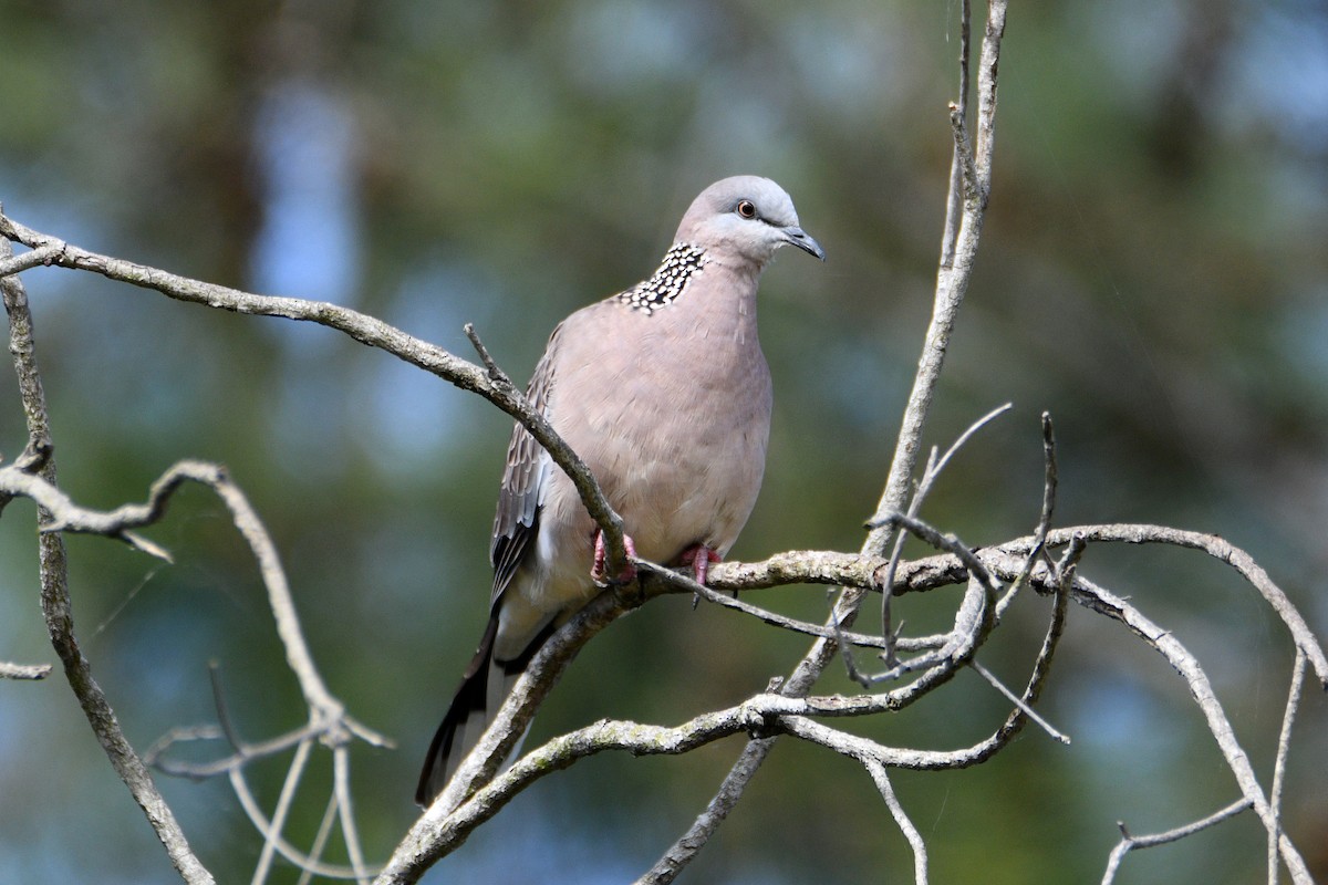 Spotted Dove - ML613594553