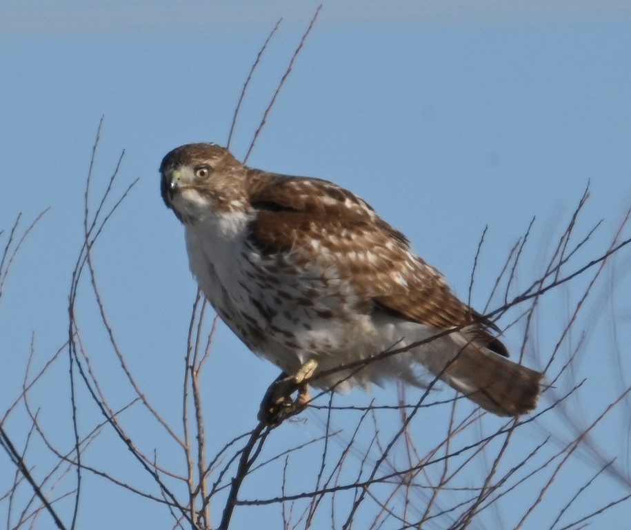 Red-tailed Hawk - Steve Davis