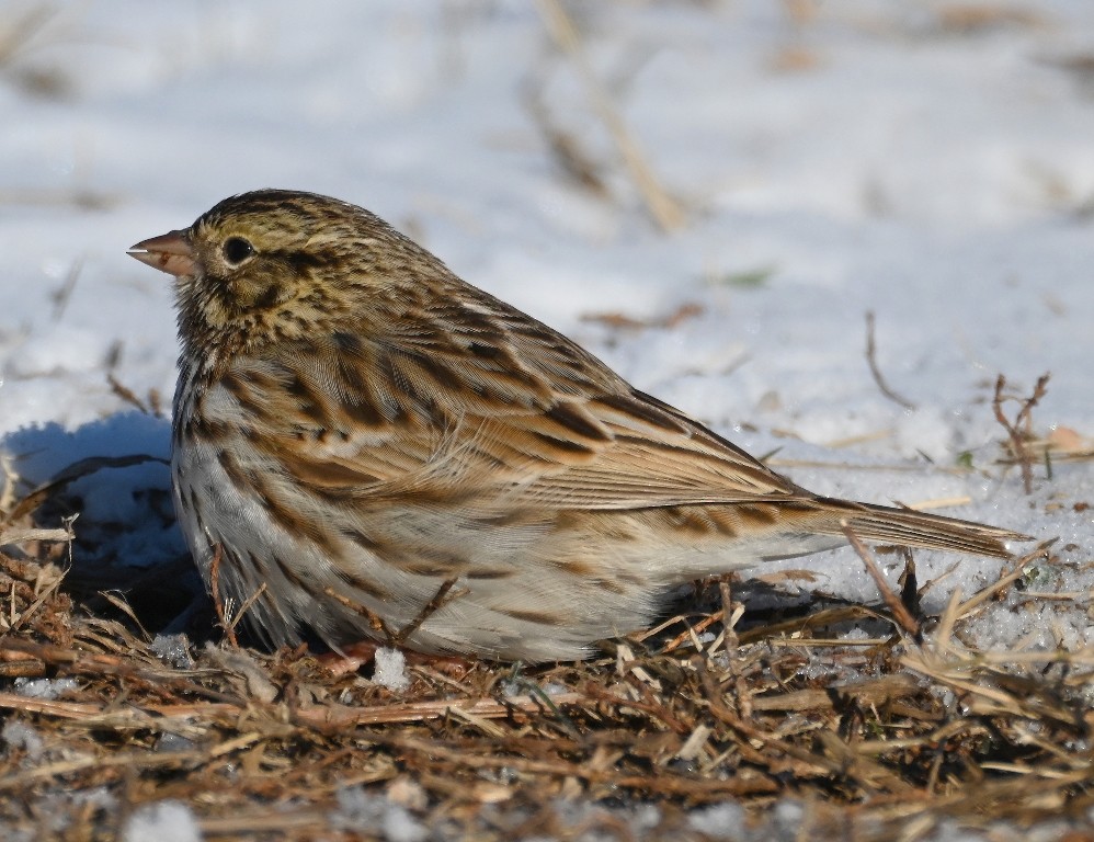 Savannah Sparrow - ML613594808