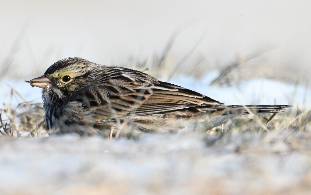 Savannah Sparrow - ML613594809