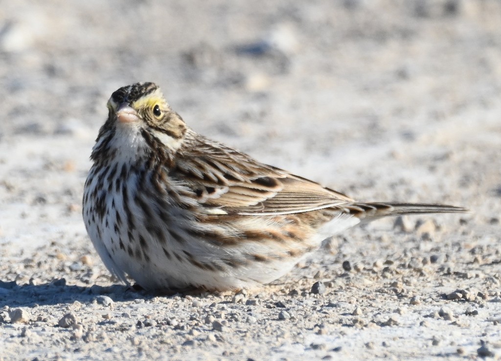 Savannah Sparrow - ML613594813