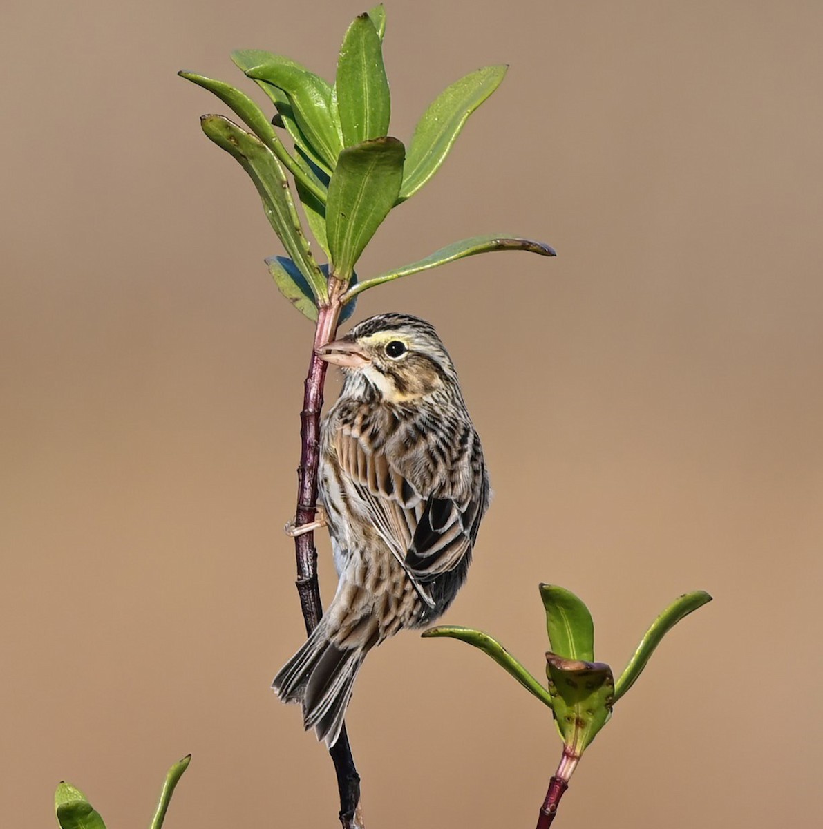 Savannah Sparrow - ML613594904