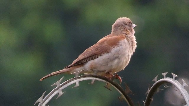 Northern Gray-headed Sparrow - ML613594938
