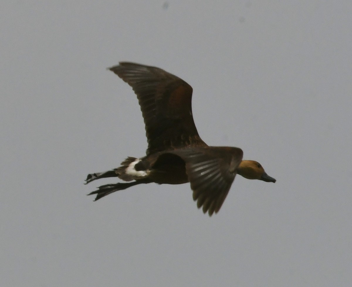 Fulvous Whistling-Duck - ML61359521