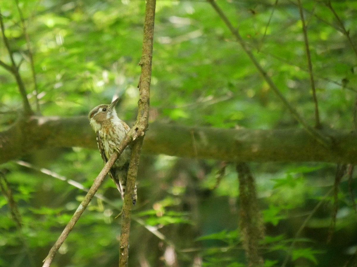 Japanese Pygmy Woodpecker - ML613595423