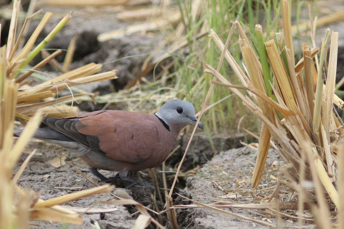 Red Collared-Dove at Pathum Thani Rice Research Center by Jonathan Pap