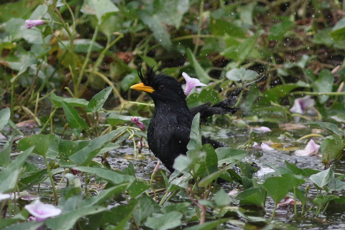 Great Myna at Pathum Thani Rice Research Center by Jonathan Pap