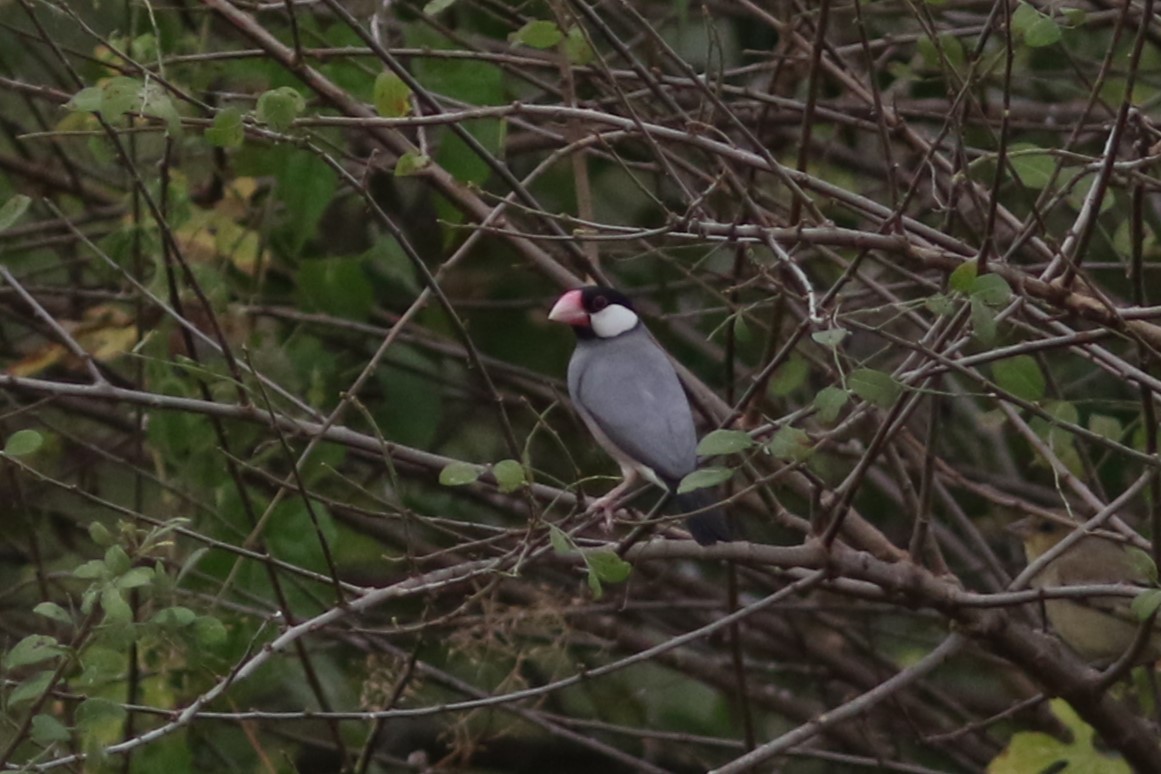 Java Sparrow at Pathum Thani Rice Research Center by Jonathan Pap