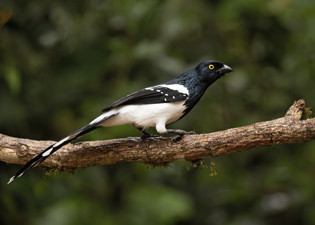 Magpie Tanager - ML613595666