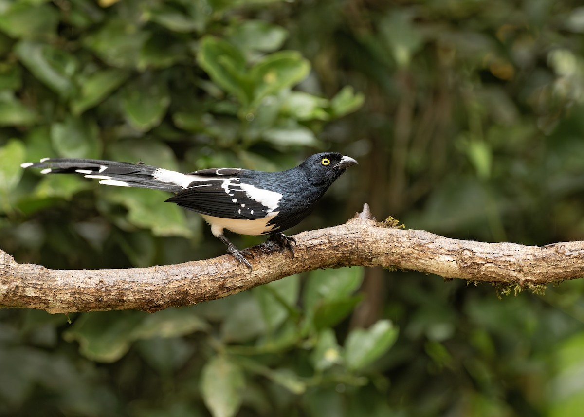 Magpie Tanager - ML613595667